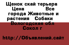 Щенок скай терьера › Цена ­ 20 000 - Все города Животные и растения » Собаки   . Вологодская обл.,Сокол г.